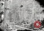 Image Transport arbre coupé logs United States USA, 1919, de la seconde 17 séquences d'archives historiques vidéo 65675025423