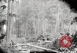 Image Transport arbre coupé logs United States USA, 1919, de la seconde 18 séquences d'archives historiques vidéo 65675025423