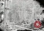 Image Transport arbre coupé logs United States USA, 1919, de la seconde 19 séquences d'archives historiques vidéo 65675025423