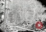 Image Transport arbre coupé logs United States USA, 1919, de la seconde 20 séquences d'archives historiques vidéo 65675025423