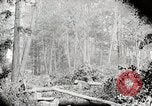 Image Transport arbre coupé logs United States USA, 1919, de la seconde 21 séquences d'archives historiques vidéo 65675025423
