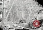 Image Transport arbre coupé logs United States USA, 1919, de la seconde 22 séquences d'archives historiques vidéo 65675025423
