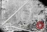 Image Transport arbre coupé logs United States USA, 1919, de la seconde 23 séquences d'archives historiques vidéo 65675025423