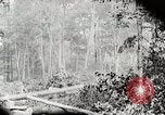 Image Transport arbre coupé logs United States USA, 1919, de la seconde 24 séquences d'archives historiques vidéo 65675025423