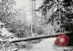 Image Transport arbre coupé logs United States USA, 1919, de la seconde 28 séquences d'archives historiques vidéo 65675025423