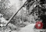 Image Transport arbre coupé logs United States USA, 1919, de la seconde 29 séquences d'archives historiques vidéo 65675025423