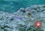 Image of early history Okinawa Ryukyu Islands, 1972, second 8 stock footage video 65675025521