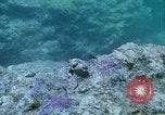 Image of early history Okinawa Ryukyu Islands, 1972, second 9 stock footage video 65675025521