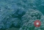 Image of early history Okinawa Ryukyu Islands, 1972, second 13 stock footage video 65675025521