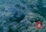 Image of early history Okinawa Ryukyu Islands, 1972, second 14 stock footage video 65675025521