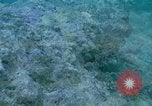 Image of early history Okinawa Ryukyu Islands, 1972, second 20 stock footage video 65675025521