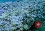 Image of early history Okinawa Ryukyu Islands, 1972, second 23 stock footage video 65675025521