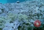 Image of early history Okinawa Ryukyu Islands, 1972, second 24 stock footage video 65675025521