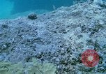 Image of early history Okinawa Ryukyu Islands, 1972, second 25 stock footage video 65675025521