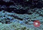 Image of early history Okinawa Ryukyu Islands, 1972, second 36 stock footage video 65675025521