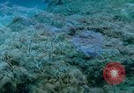 Image of early history Okinawa Ryukyu Islands, 1972, second 38 stock footage video 65675025521
