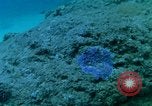Image of early history Okinawa Ryukyu Islands, 1972, second 39 stock footage video 65675025521