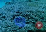 Image of early history Okinawa Ryukyu Islands, 1972, second 40 stock footage video 65675025521