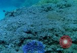 Image of early history Okinawa Ryukyu Islands, 1972, second 41 stock footage video 65675025521