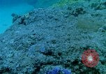 Image of early history Okinawa Ryukyu Islands, 1972, second 42 stock footage video 65675025521