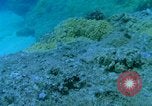 Image of early history Okinawa Ryukyu Islands, 1972, second 46 stock footage video 65675025521