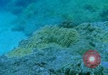 Image of early history Okinawa Ryukyu Islands, 1972, second 48 stock footage video 65675025521