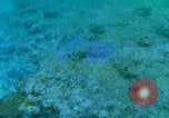 Image of early history Okinawa Ryukyu Islands, 1972, second 49 stock footage video 65675025521