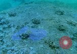 Image of early history Okinawa Ryukyu Islands, 1972, second 52 stock footage video 65675025521