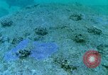 Image of early history Okinawa Ryukyu Islands, 1972, second 53 stock footage video 65675025521