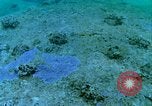 Image of early history Okinawa Ryukyu Islands, 1972, second 54 stock footage video 65675025521