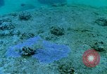 Image of early history Okinawa Ryukyu Islands, 1972, second 55 stock footage video 65675025521