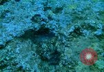 Image of early history Okinawa Ryukyu Islands, 1972, second 57 stock footage video 65675025521
