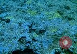 Image of early history Okinawa Ryukyu Islands, 1972, second 59 stock footage video 65675025521