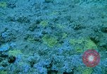 Image of early history Okinawa Ryukyu Islands, 1972, second 61 stock footage video 65675025521