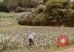 Image of Native people Okinawa Ryukyu Islands, 1972, second 31 stock footage video 65675025529