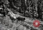 Image of U.S. Army motor transport convoy crossing mountains California United States USA, 1919, second 43 stock footage video 65675025559