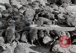 Standbild leben im südlichen Bergregionen Kentucky United States USA, 1940, aus Sekunde 52 historischem Filmmaterial Videoclip 65675025569