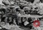 Standbild leben im südlichen Bergregionen Kentucky United States USA, 1940, aus Sekunde 53 historischem Filmmaterial Videoclip 65675025569