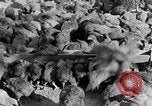 Standbild leben im südlichen Bergregionen Kentucky United States USA, 1940, aus Sekunde 54 historischem Filmmaterial Videoclip 65675025569