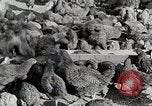 Standbild leben im südlichen Bergregionen Kentucky United States USA, 1940, aus Sekunde 55 historischem Filmmaterial Videoclip 65675025569