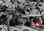 Standbild leben im südlichen Bergregionen Kentucky United States USA, 1940, aus Sekunde 56 historischem Filmmaterial Videoclip 65675025569