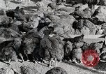 Standbild leben im südlichen Bergregionen Kentucky United States USA, 1940, aus Sekunde 57 historischem Filmmaterial Videoclip 65675025569