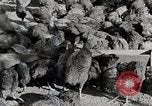 Standbild leben im südlichen Bergregionen Kentucky United States USA, 1940, aus Sekunde 58 historischem Filmmaterial Videoclip 65675025569