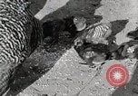 Standbild leben im südlichen Bergregionen Kentucky United States USA, 1940, aus Sekunde 60 historischem Filmmaterial Videoclip 65675025569