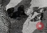 Standbild leben im südlichen Bergregionen Kentucky United States USA, 1940, aus Sekunde 61 historischem Filmmaterial Videoclip 65675025569