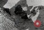 Standbild leben im südlichen Bergregionen Kentucky United States USA, 1940, aus Sekunde 62 historischem Filmmaterial Videoclip 65675025569