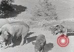 Standbild leben im südlichen Bergregionen Kentucky United States USA, 1940, aus Sekunde 13 historischem Filmmaterial Videoclip 65675025570