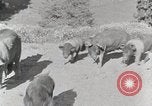 Standbild leben im südlichen Bergregionen Kentucky United States USA, 1940, aus Sekunde 14 historischem Filmmaterial Videoclip 65675025570