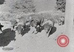 Standbild leben im südlichen Bergregionen Kentucky United States USA, 1940, aus Sekunde 15 historischem Filmmaterial Videoclip 65675025570
