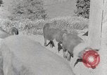 Standbild leben im südlichen Bergregionen Kentucky United States USA, 1940, aus Sekunde 17 historischem Filmmaterial Videoclip 65675025570